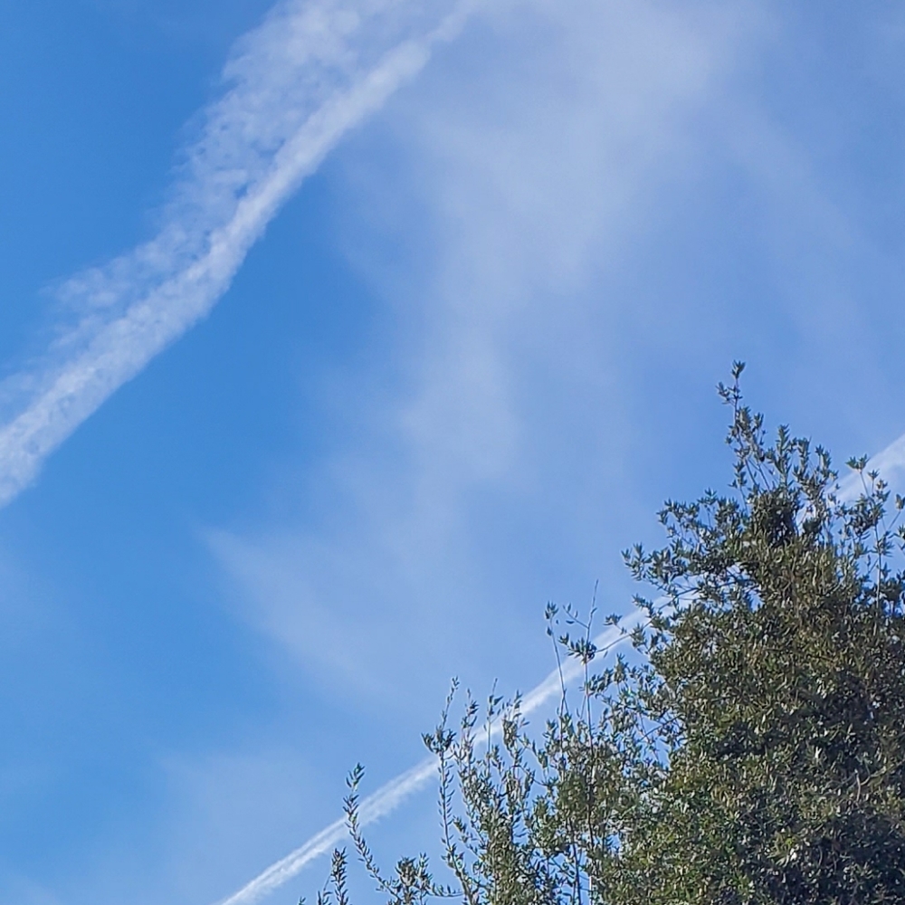 Meet your Posher, Pearlie